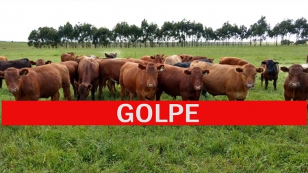 GOLPE: Pecuarista lourenciano foi vítima de golpe em venda de gado