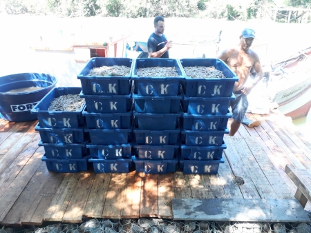 Safra de camarão movimenta embarcações e pescadores na beira do arroio São Lourenço