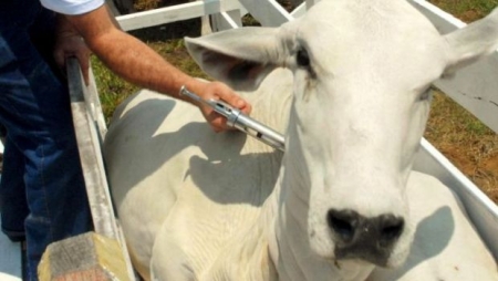 Avaliação sobre retirada de vacinação contra aftosa começa na Secretaria da Agricultura