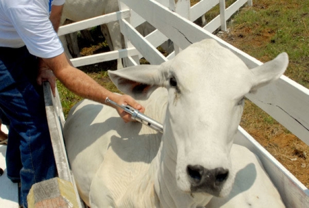 Vacinação contra febre aftosa será de 16 de março até dia 14 de abril