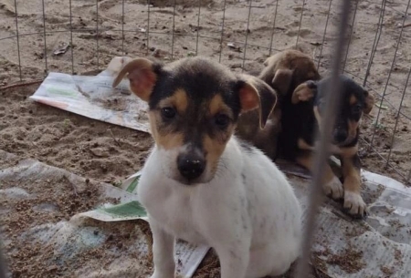 Peludos SLS realiza feira de adoção neste sábado