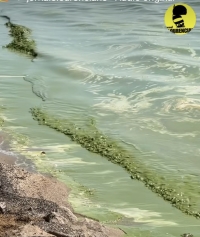 Professora e pesquisadora da FURG questiona FEPAM sobre  as condições de nossas águas, alegando a quantidade  exacerbada de cianobactérias na Lagoa dos Patos