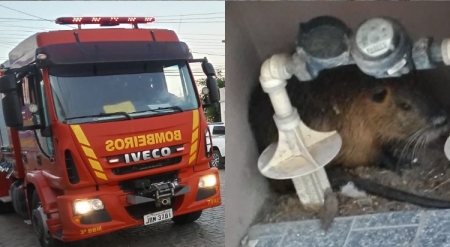 Corpo de Bombeiros resgatou ratão do banhado no centro da cidade