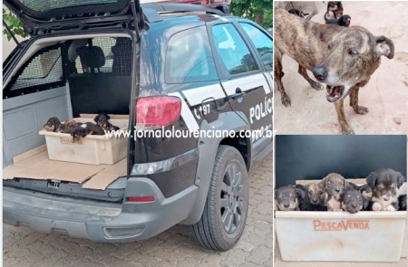 Abandono de animais: Nove cãezinhos resgatados em uma residência esperam adoção