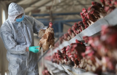 GRIPE AVIÁRIA: Secretaria da Agricultura segue com ações sanitárias
