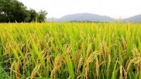 IRGA: Apesar da estiagem, desenvolvimento da lavoura de arroz é satisfatório