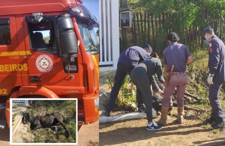 Corpo de Bombeiros atendeu ocorrência de cavalo atacado por enxame de abelhas