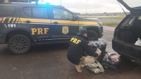 PRF e PC apreendem skunk em Camaquã