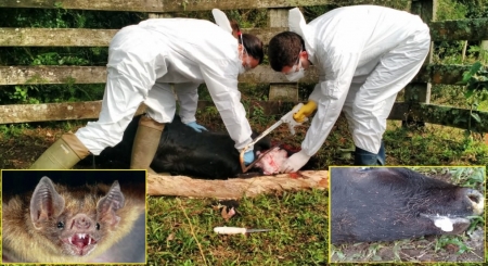 Morte de bovino por raiva é confirmada em São Lourenço do Sul