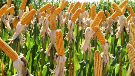 Agricultores começam a receber sementes do programa Troca-Troca Safrinha 2020/2021