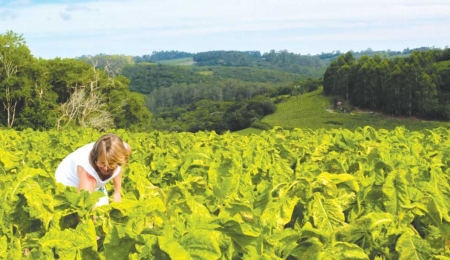 Cerca de 75% da comercialização do tabaco em São Lourenço do Sul já foi concluída