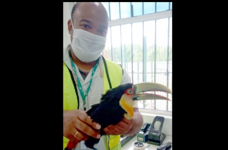 Tucano atropelado na BR-392 é resgatado