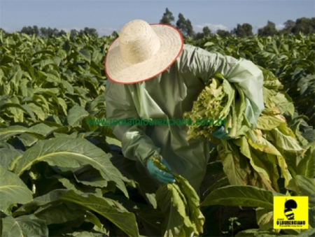 Concluída 40% da colheita de tabaco em São Lourenço do Sul