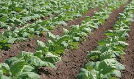 Produção de tabaco pode cair 9,38%