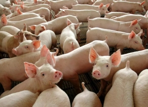 Custo de produção do quilo de suíno vivo chega aos R$ 4,17