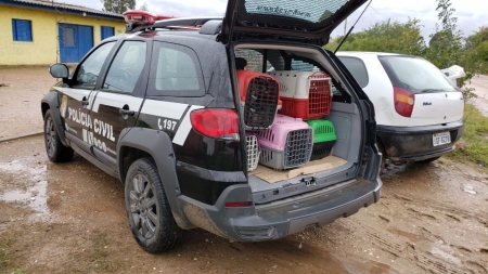 Polícia civil resgatou cães e gatos subnutridos e vítimas de maus tratos em residência na Nova Esperança
