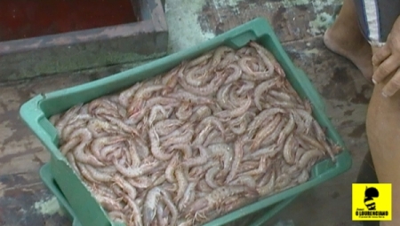 Safra de camarão inicia no próximo dia 1º com boa perspectiva