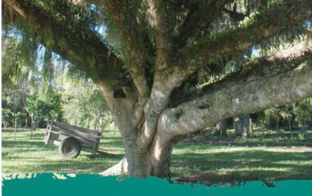 Junho Ambiental na BR-116/RS apresenta poemas sobre a flora nativa