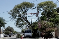 Moradores questionam podas da CEEE Equatorial: veja o que fala a respeito o Biólogo e professor da FURG, especialista no assunto