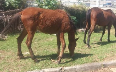 Cavalos soltos - Em Pelotas cavalos abandonados são doados