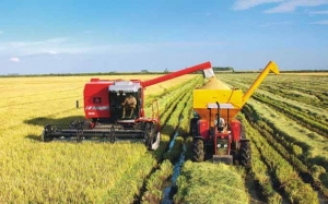 SAFRA DE ARROZ SÃO LOURENÇO