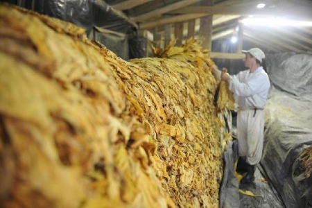 Mais da metade da produção de fumo já foi comercializada, injetando cerca de R$ 100 milhões na economia lourenciana