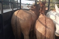 Prefeitura contratou novo “pegador de cavalos”