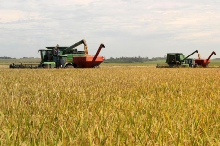 Colheita do arroz chega a 45% em São Lourenço do Sul