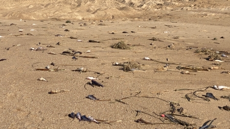 Muitos peixes mortos são encontrados na praia das Nereidas