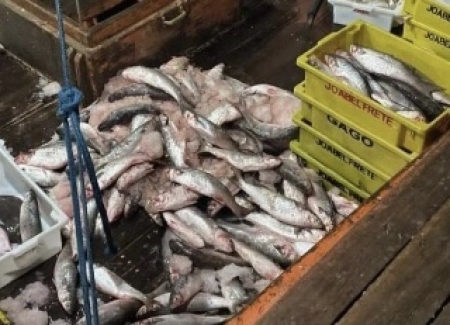 Quatro homens são presos e 60 toneladas de tainha apreendidas em São Lourenço do Sul durante Operação “Predador”