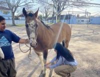 Colocação das pulseiras dos cavalos e liberação de documentação acontecem dias 18 e 19