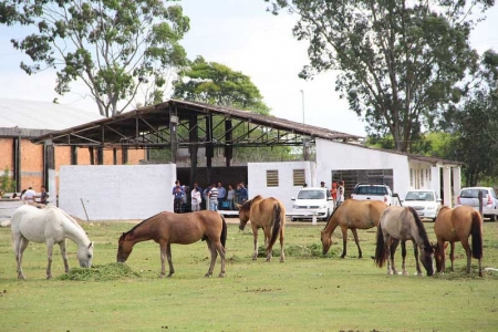 Adoção de cavalos "abandonados" acontece nesta terça-feira em Pelotas