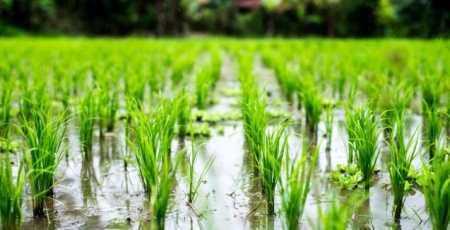 Mais de 75% das lavouras de arroz está semeada em São Lourenço do Sul