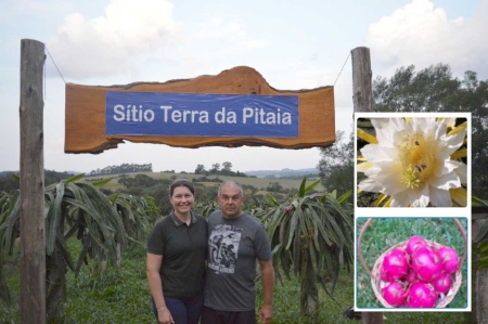 Cultivo de Pitaias é destaque em São Lourenço do Sul no Sitio Terra da Pitaia
