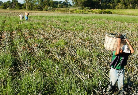 Comissão Defesa do Consumidor recebe denúncias sobre atendimento do INSS no meio rural