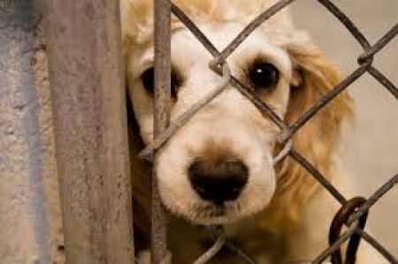 Crueldade contra animais