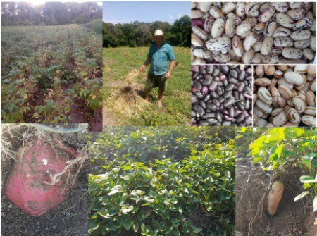Emater SLS realizará  Dia de Campo com o tema “Segurança e Soberania Alimentar: Feijão e Batata Doce”