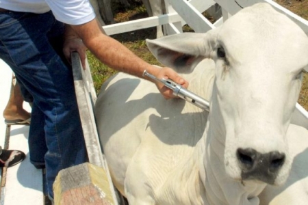 Campanha de Vacinação da Aftosa encerra dia 31 de maio