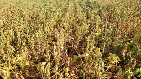 Estimativa das perdas ocorridas com a estiagem em SLS