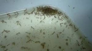 Larvas de Aedes são encontradas em armadilhas
