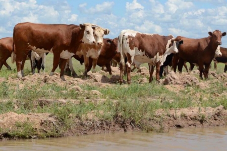 Preço do boi gordo subiu 25% em 2020