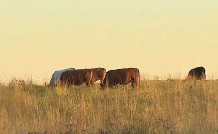 Furto abigeato na fazenda Boa Vista