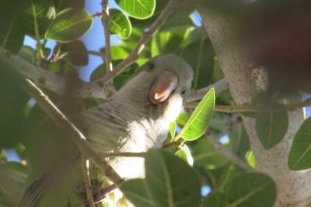 SEPLAMA inicia levantamentos para criação do Plano Municipal de Arborização