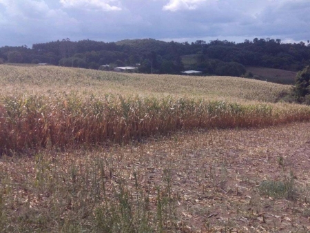 Moradora da localidade de Boa Vista fala sobre a estiagem e a agropecuária no local