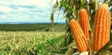 Milho tem alta de quase 5% em uma semana no preço pago ao produtor