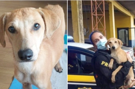 PRF resgata cãozinho abandonado em rodovia e agora ele precisa de um lar - Adote