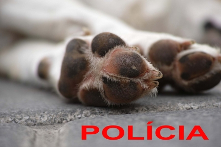 Crueldade contra animais: Cachorro foi envenenado na localidade de Pedrinhas